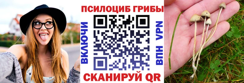 закладки  Княгинино  Галлюциногенные грибы мицелий 